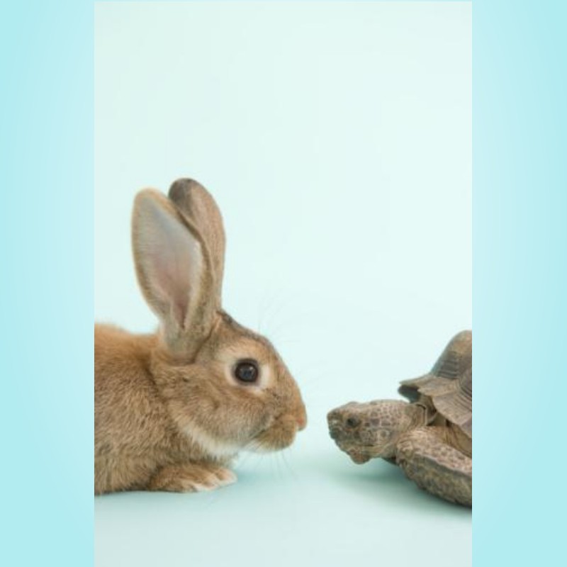 tortoise and hare